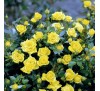 Роза Голджювель (Goldjuwel)